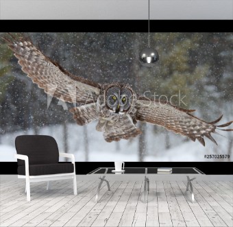 Picture of Great grey owl with wings spread out prepares to pounce on prey in winter in Canada